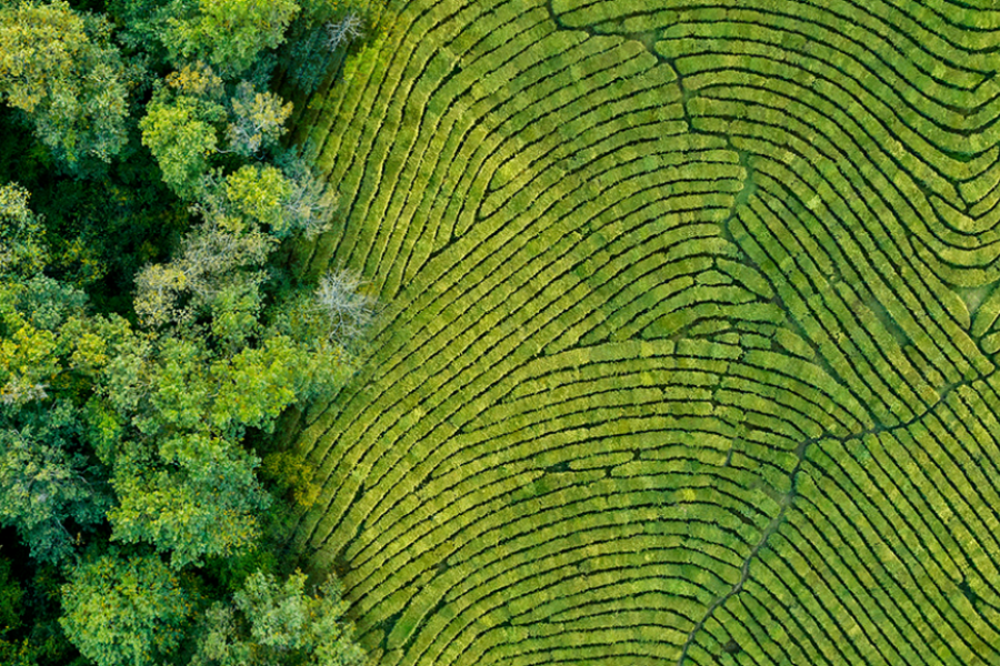 欧盟零毁林法案—EUDR合规服务